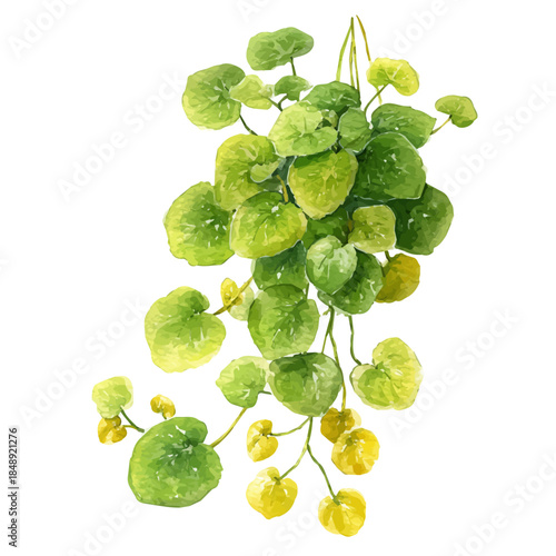 Creeping Jenny, watercolor painting vector, isolated on a white background.