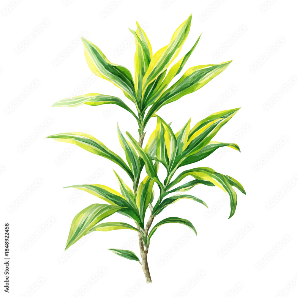 Fototapeta premium Lemon Lime Dracaena, watercolor drawing vector, isolated on a white background.