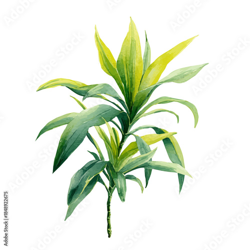watercolor vector of Lemon Lime Dracaena, isolated on a white background.