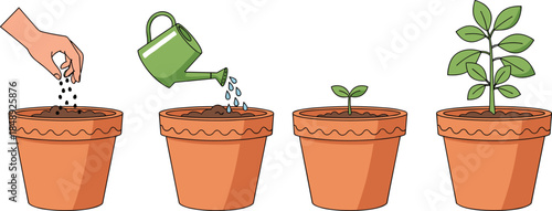 Plant growth stages from seed planting to mature plant, watering process, gardening development concept, sustainable nature illustration