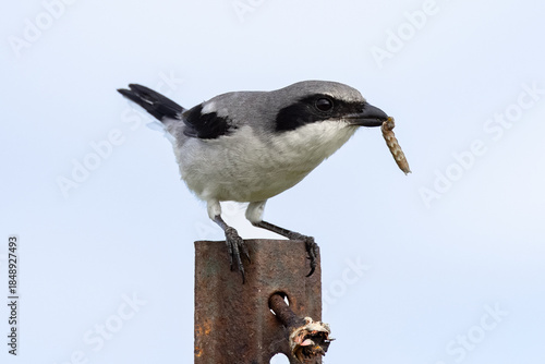 Insect eating bird with a caterpillar catch