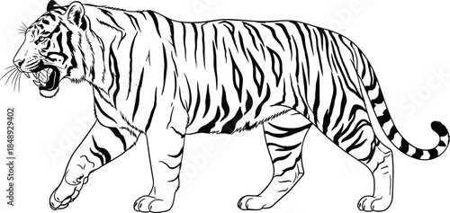 Walking tiger vector illustration, aggressive wild animal sketch, black and white roaring predator, hand drawn figure isolated on white background.