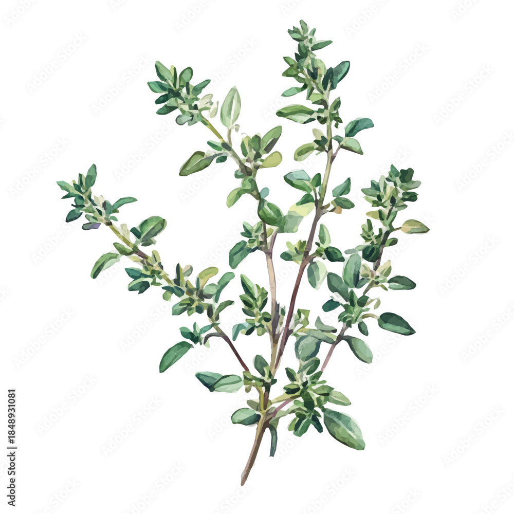 Naklejka premium Watercolor_style_painting_of_a_garden_thyme_plant_Attractive Minimalist illustration, A clipart flat 2D icon, simple illustration with EPS format design