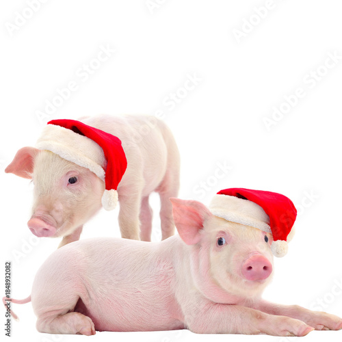 Pigs