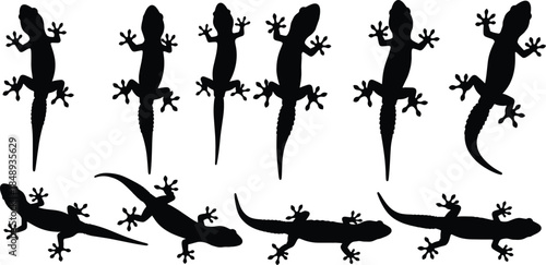 Gecko lizard silhouette collection with climbing and crawling poses flat vector illustration set isolated on white background for wildlife design