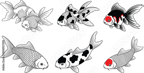 Koi fish illustration collection with detailed line art and colored accents flat vector set isolated on white background for decorative design