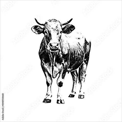 Standing cow vintage illustration