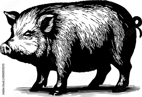 Vintage illustration of a pig a detailed etching style farm animal portrait