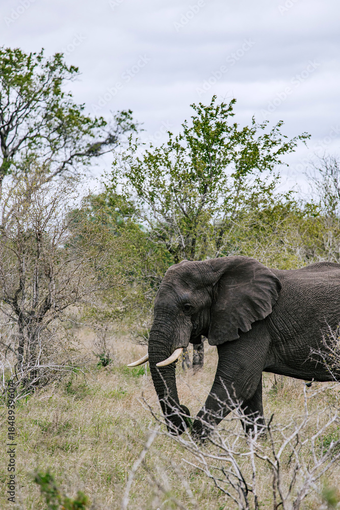 Fototapeta premium Large african elephant with tusks walking through savanna in national park safari, wildlife conservation and tourism concept.