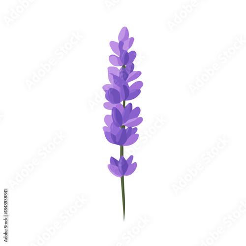 zara_ak_Simple_flat_2D_icon_lavender_flower_isolated_on_a_white_Vector, eps, flat design, animation design, simple flat 2D icon, minimalist design, clipart, illustration. 