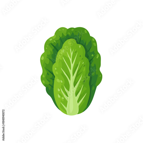 flat_2D_icon_napa_cabbage_isolated_on_a_white_Vector, eps, flat design, animation design, simple flat 2D icon, minimalist design, clipart, illustration.