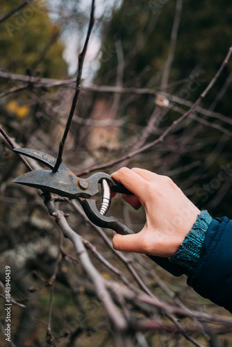 Close-up of a person's hand using pruning shears to trim a bare tree branch in autumn