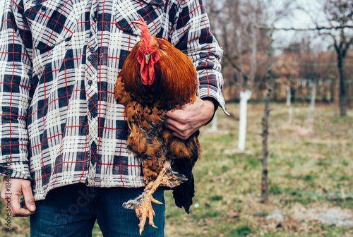 Farmer holding a proud, colorful rooster with vibrant plumage in a rural outdoor setting 