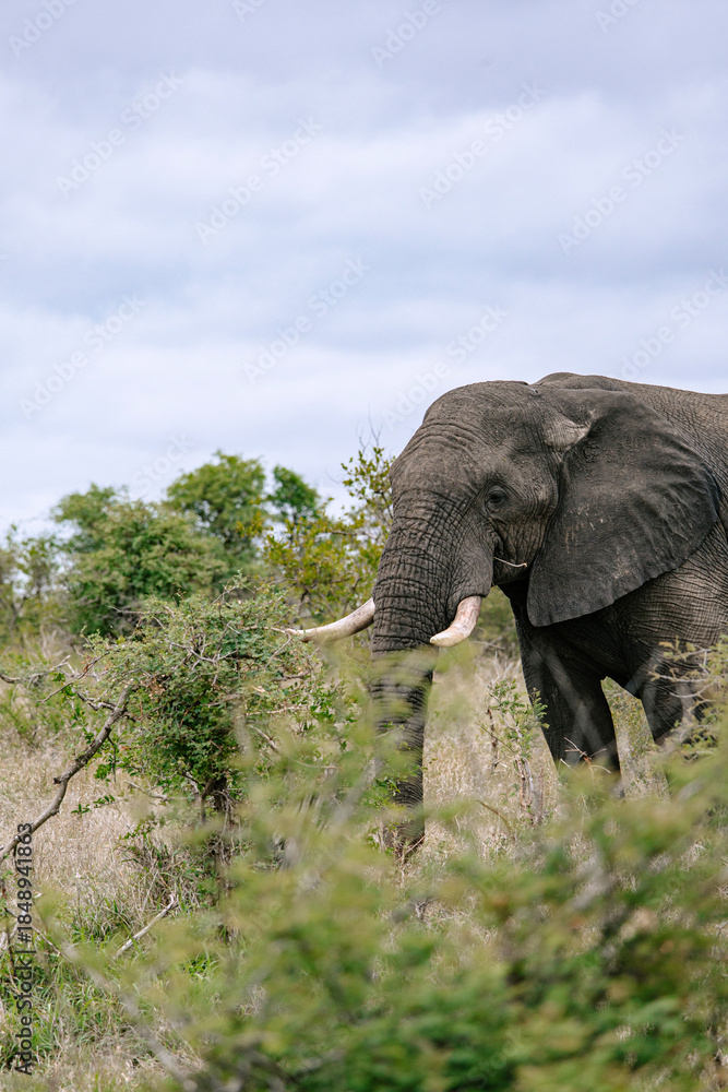 Fototapeta premium Elephant standing in the bush. Wild animal in natural habitat. African wildlife photography for nature conservation and safari tourism.