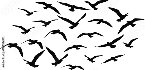 Large Flock of Flying Seagulls Silhouette Collection Isolated on White Background for Coastal Nature Design Bird Migration Freedom and Summer Beach Concept