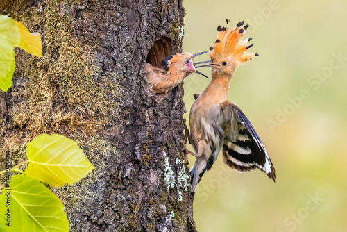 A female eurasian hoopoe feeds her young on a nest in a tree hollow.