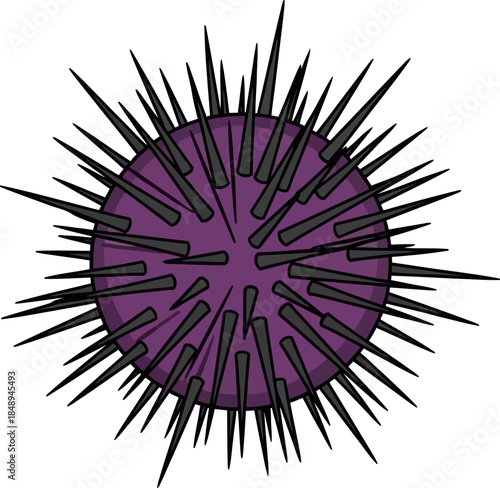 Vector Illustration of a Black Spined Purple Sea Urchin Isolated on White Background