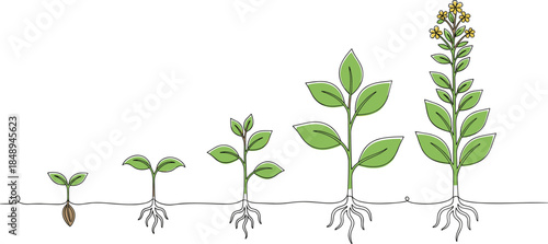 Vector Illustration of Plant Growth Stages and Life Cycle from Seed Germination to Mature Flowering Plant for Education, Science, and Gardening Design