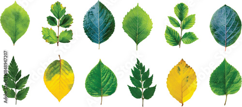 collection of green leaves