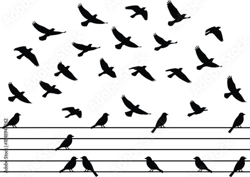 Photography Set of Black Bird Silhouettes Flying in the Sky and Sitting on Power Lines Isola