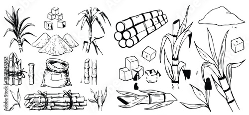 A set of sugarcane illustrated in a hand drawn style with sugarcane leaves forming a natural background. Food and beverage branding, sugar products, rum and ethanol concepts, agricultural illustration