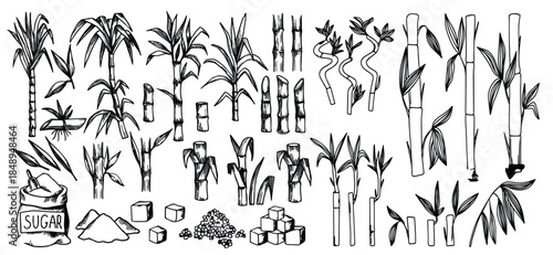 A set of sugarcane illustrated in a hand drawn style with sugarcane leaves forming a natural background. Food and beverage branding, sugar products, rum and ethanol concepts, agricultural illustration