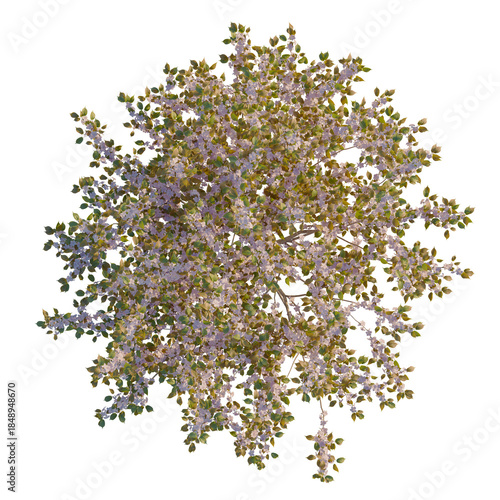 Cuadro en lienzo Prunus serrulata tree plan, top view, cutout, 4K PNG, isolate, Vibrant lilac blo