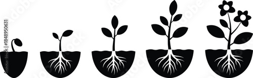 Plant Growth Stages with Roots Silhouette Illustration Vector.