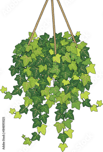 Lush Green Hanging Ivy Plant with Decorative Vines and Detailed Leaves Suspended by Ropes for Indoor Home Decor Botanical Nature Illustration