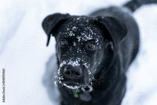 Tableau sur toile Portrait of an interested Labrador puppy, a black dog sitting in the snow lookin