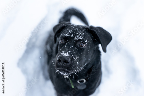 A black Labrador Retriever puppy sitting in the snow