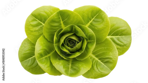 Isolated Butter lettuce with tender leaves forming a rosette, healthy green food ingredient