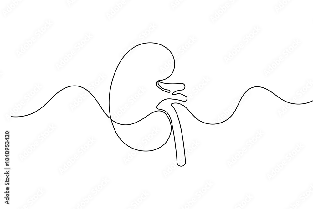 Obraz premium Human kidney organ continuous one line drawing and minimalist style isolated outline vector design