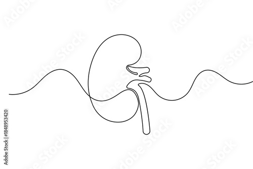 Human kidney organ continuous one line drawing and minimalist style isolated outline vector design