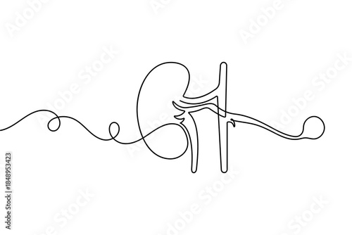Human kidney organ continuous one line drawing and minimalist style isolated outline vector design