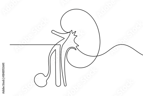 Minimalist human kidney anatomy in continuous one line drawing style isolated on white background