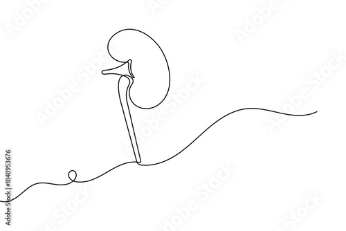 Human kidney organ continuous one line drawing and minimalist style isolated outline vector design