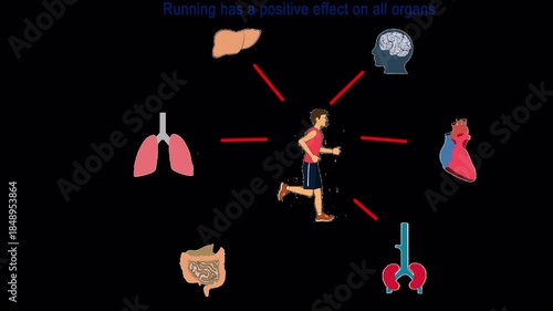 Human Running in Place with Highlighted Internal Organs – Brain Control Concept, Alpha Channel