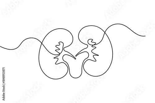 Minimalist human kidney anatomy in continuous one line drawing style isolated on white background