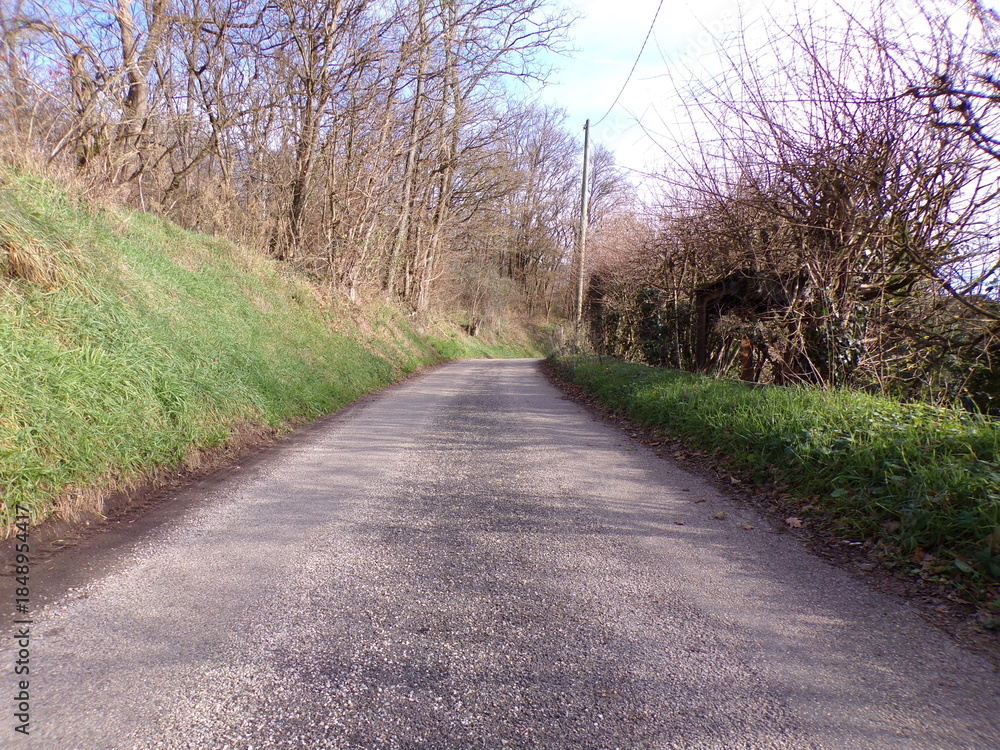 Fototapeta premium road in the woods