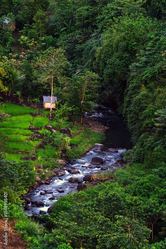small river in the forest