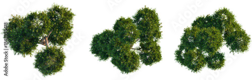 Fényképezés Pinus mugo tree plan, cutout, top view, isolate, 4K PNG, Three green trees with