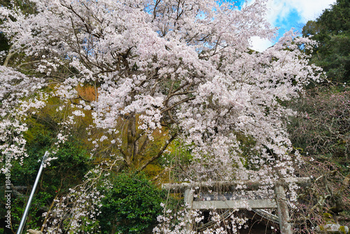 Wallpaper Mural 京都　大豊神社　美しい桜（日本京都府京都市）
Beautiful cherry blossoms at Otoyo Shrine in Kyoto (Kyoto City, Kyoto Prefecture, Japan) Torontodigital.ca