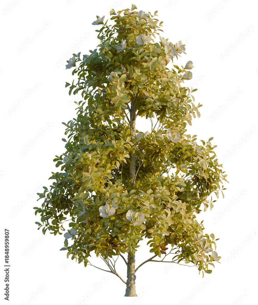 Obraz premium Magnolia grandiflora tree, front view, cutout, 4K PNG, isolate, Tree with lush green leaves on transparent background