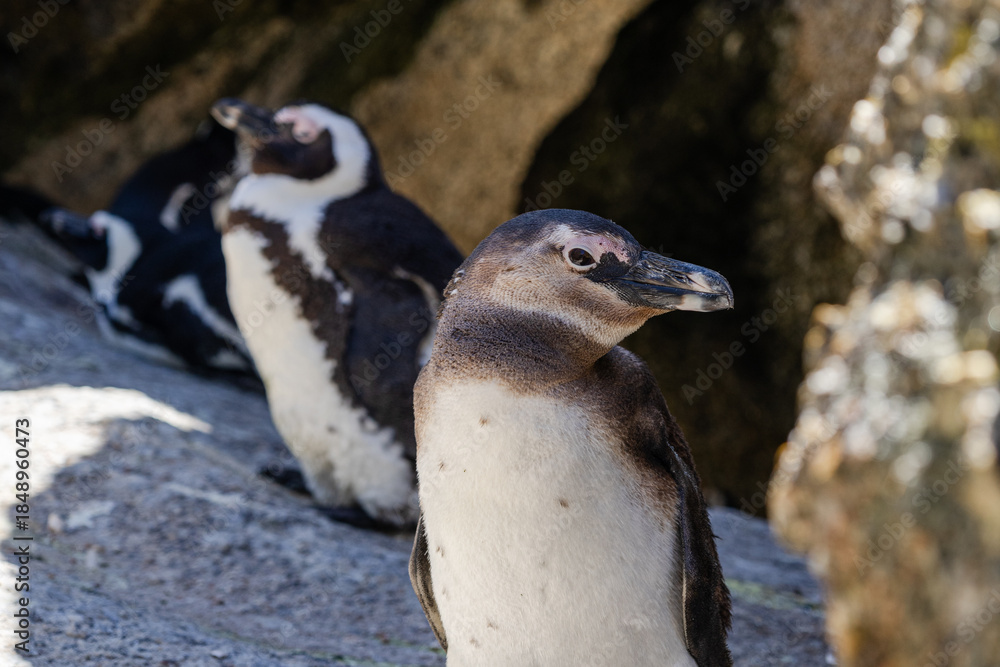 Obraz premium Two african penguins standing on rock at Boulders Beach in Simons Town, South Africa, showcasing wildlife and natural habitat for travel and nature