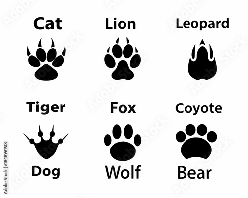 Illustrations of animal paw prints including cat lion tiger and more