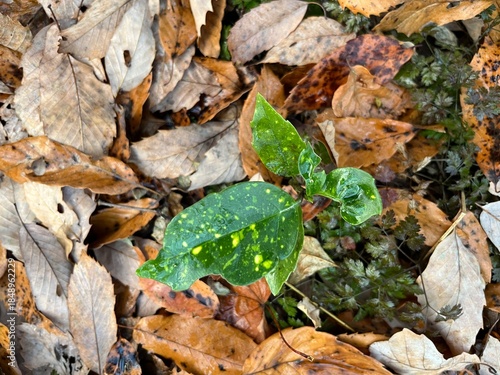 冬の林床で多く見かける、青々とした葉をもつアオキ。落