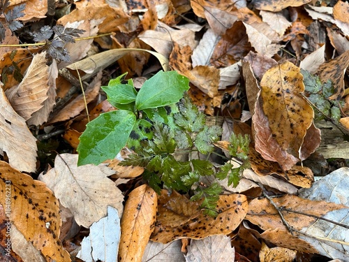 冬の林床で多く見かける、青々とした葉をもつアオキ。落