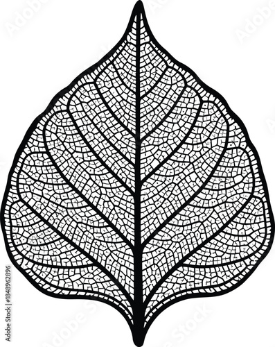 Detailed illustration of a leafs intricate vein structure