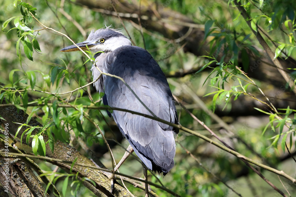 Fototapeta premium Closeup of a Grey Heron perched on a branch, Derbyshire England 